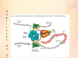 D
u
p
l
i
c
a
ç
ã
o
d
o
D
 