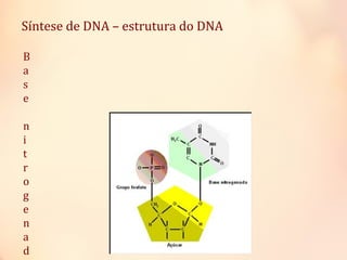 B
a
s
e
n
i
t
r
o
g
e
n
a
d
Síntese de DNA – estrutura do DNA
 