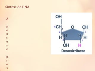 Síntese de DNA
A
p
e
n
t
o
s
e
p
r
e
s
 