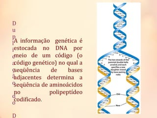 D
u
p
l
i
c
a
ç
ã
o
d
o
D
A informação genética é
estocada no DNA por
meio de um código (o
código genético) no qual a
seqüência de bases
adjacentes determina a
seqüência de aminoácidos
no polipeptídeo
codificado.
 