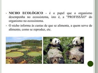 • NICHO ECOLÓGICO - é o papel que o organismo
desempenha no ecossistema, isto é, a "PROFISSÃO" do
organismo no ecossistema.
• O nicho informa às custas de que se alimenta, a quem serve de
alimento, como se reproduz, etc.
 