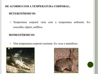 DE ACORDO COM A TEMPERATURA CORPORAL:
HETEROTÉRMICOS
• Temperatura corporal varia com a temperatura ambiente. Ex:
crocodilo, répteis, anfíbios.
HOMEOTÉRMICOS
• Têm temperatura corporal constante. Ex: aves e mamíferos.
 