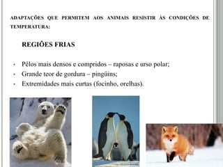 ADAPTAÇÕES QUE PERMITEM AOS ANIMAIS RESISTIR ÀS CONDIÇÕES DE
TEMPERATURA:
REGIÕES FRIAS
• Pêlos mais densos e compridos – raposas e urso polar;
• Grande teor de gordura – pingüins;
• Extremidades mais curtas (focinho, orelhas).
 