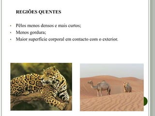 REGIÕES QUENTES
• Pêlos menos densos e mais curtos;
• Menos gordura;
• Maior superfície corporal em contacto com o exterior.
 