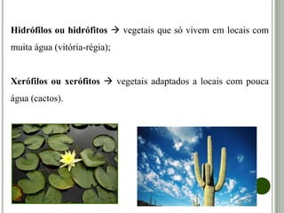 Hidrófilos ou hidrófitos  vegetais que só vivem em locais com
muita água (vitória-régia);
Xerófilos ou xerófitos  vegetais adaptados a locais com pouca
água (cactos).
 
