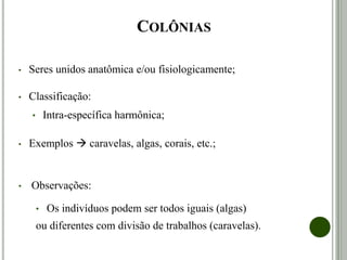 COLÔNIAS
• Seres unidos anatômica e/ou fisiologicamente;
• Classificação:
• Intra-específica harmônica;
• Exemplos  caravelas, algas, corais, etc.;
• Observações:
• Os indivíduos podem ser todos iguais (algas)
ou diferentes com divisão de trabalhos (caravelas).
 