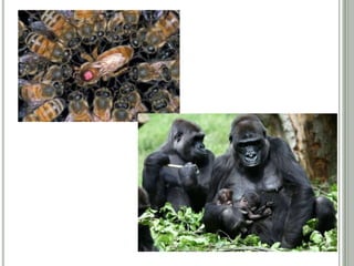 SOCIEDADE
• Indivíduos com tendência a vida gregária, trabalham para o
desenvolvimento da população;
• Classificação:
• Intra-específica harmônica;
• Exemplos  gorilas, homens, peixes, formigas, abelhas, etc.
• Observações:
• Comum no mundo dos insetos, onde a divisão de
trabalho leva a formação de castas.
 