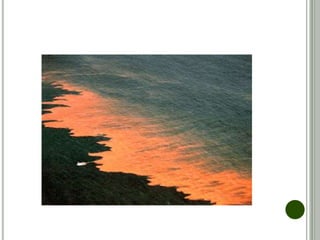 AMENSALISMO OU ANTIBIOSE
• Uma espécie inibidora produz secreções (substâncias tóxicas)
eliminando a espécie amensal;
• Classificação:
• Inter-específica desarmônica;
• Exemplos  algas x peixes, fungos x bactérias, etc.;
• Observações:
• Esta relação é mais comum entre vegetais, fungos
e bactérias.
 