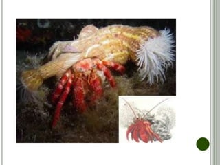 PROTOCOOPERAÇÃO
• As duas espécies envolvidas irão tirar alguma forma de proveito da
relação. No entanto, nenhuma das duas irá depender dela para
sobreviver;
• Classificação:
• Inter-específica harmônica;
• Exemplos  algas x peixes, crocodilo x ave-palito, bernardo-
eremita x anêmona.
• Observações:
• Esta relação é mais comum entre vegetais, fungos e
bactérias.
 