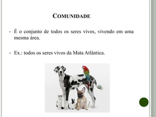 COMUNIDADE
• É o conjunto de todos os seres vivos, vivendo em uma
mesma área.
• Ex.: todos os seres vivos da Mata Atlântica.
 
