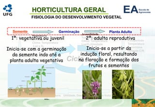 HORTICULTURA GERAL
FISIOLOGIA DO DESENVOLVIMENTO VEGETAL
Semente
Ciclo
Germinação Planta Adulta
Flor
Fruto
Fruto
Dormência
Umidade
Clima: Temperatura
Luz e O2
Juvenilidade
Tratos Culturais
Clima: Temperatura
Luz/O2/Umidade
Fotoperíodo
Temperatura
Hormônios
Relação C/N
Fixação do Fruto
Umidade
Polinização
Temperatura, Umidade, Desenvolvimento do fruto
etc.
Temperatura
Fisiologia de
Pós-Colheita
1ª: vegetativa ou juvenil
Inicia-se com a germinação
da semente indo até a
planta adulta vegetativa
2ª: adulta reprodutiva
Inicia-se a partir da
indução floral, resultando
na floração e formação dos
frutos e sementes
 