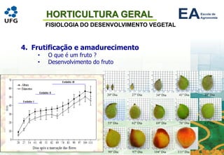 HORTICULTURA GERAL
FISIOLOGIA DO DESENVOLVIMENTO VEGETAL
4. Frutificação e amadurecimento
• O que é um fruto ?
• Desenvolvimento do fruto
 