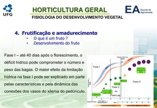 HORTICULTURA GERAL
FISIOLOGIA DO DESENVOLVIMENTO VEGETAL
4. Frutificação e amadurecimento
• O que é um fruto ?
• Desenvolvimento do fruto
Fase I – até 40 dias após o florescimento, o
déficit hídrico pode comprometer o número e
peso das bagas. O maior efeito da limitação
hídrica na fase I pode ser explicado em parte
pelas características e pela dinâmica das
conexões dos vasos do xilema do pedúnculo.
 