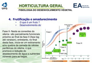 HORTICULTURA GERAL
FISIOLOGIA DO DESENVOLVIMENTO VEGETAL
4. Frutificação e amadurecimento
• O que é um fruto ?
• Desenvolvimento do fruto
Fase II- Nesta as conexões do
xilema são parcialmente funcionais
próximo ao final da fase II (fase lag
até veraison), entretanto, no final
desta fase, inicia-se um estiramento
e/ou quebra da camada de células
periféricas do xilema, o que
promove a redução do
abastecimento de água e nutrientes
minerais para as bagas.
 