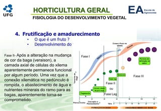 HORTICULTURA GERAL
FISIOLOGIA DO DESENVOLVIMENTO VEGETAL
4. Frutificação e amadurecimento
• O que é um fruto ?
• Desenvolvimento do fruto
Fase II- Após a alteração na mudança
de cor da baga (veraison), a
camada axial de células do xilema
aparentemente permanece funcional
por algum período. Uma vez que a
conexão xilemática no pedúnculo é
rompida, o abastecimento de água e
nutrientes minerais do ramo para as
bagas, aparentemente torna-se
comprometido.
 