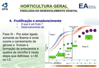 HORTICULTURA GERAL
FISIOLOGIA DO DESENVOLVIMENTO VEGETAL
4. Frutificação e amadurecimento
• O que é um fruto ?
• Desenvolvimento do fruto
Fase III - Por estar ligado
somente ao floema é onde
ocorre o carreamento de
glicose e frutose e
formação de antocianina e
quebra de clorofila é nesta
etapa que definisse o I.M.
ou I.C.
 
