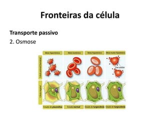 Fronteiras da célula
Transporte passivo
2. Osmose
 