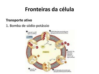 Fronteiras da célula
Transporte ativo
1. Bomba de sódio-potássio
 