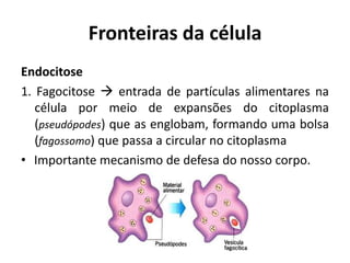 Fronteiras da célula
Endocitose
1. Fagocitose  entrada de partículas alimentares na
   célula por meio de expansões do citoplasma
   (pseudópodes) que as englobam, formando uma bolsa
   (fagossomo) que passa a circular no citoplasma
• Importante mecanismo de defesa do nosso corpo.
 