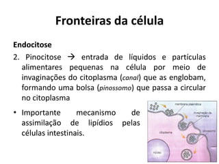 Fronteiras da célula
Endocitose
2. Pinocitose  entrada de líquidos e partículas
  alimentares pequenas na célula por meio de
  invaginações do citoplasma (canal) que as englobam,
  formando uma bolsa (pinossomo) que passa a circular
  no citoplasma
• Importante       mecanismo de
  assimilação de lipídios pelas
  células intestinais.
 