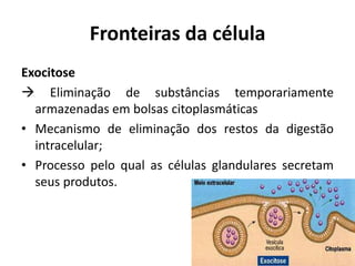 Fronteiras da célula
Exocitose
 Eliminação de substâncias temporariamente
  armazenadas em bolsas citoplasmáticas
• Mecanismo de eliminação dos restos da digestão
  intracelular;
• Processo pelo qual as células glandulares secretam
  seus produtos.
 