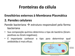 Fronteiras da célula
Envoltórios externos à Membrana Plasmática
2. Paredes celulares
Parede bacteriana  estrutura responsável pela forma
  bacteriana
• Sua composição química determina o tipo de bactéria (Gram-
  positivas ou Gram-negativas);
• É importante conhecer o tipo para determinar qual
  antibiótibo é mais eficaz.
 