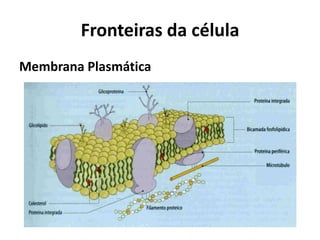Fronteiras da célula
Membrana Plasmática
 