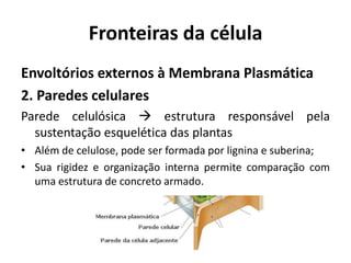 Fronteiras da célula
Envoltórios externos à Membrana Plasmática
2. Paredes celulares
Parede celulósica  estrutura responsável pela
  sustentação esquelética das plantas
• Além de celulose, pode ser formada por lignina e suberina;
• Sua rigidez e organização interna permite comparação com
  uma estrutura de concreto armado.
 