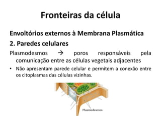 Fronteiras da célula
Envoltórios externos à Membrana Plasmática
2. Paredes celulares
Plasmodesmos           poros     responsáveis     pela
   comunicação entre as células vegetais adjacentes
• Não apresentam parede celular e permitem a conexão entre
  os citoplasmas das células vizinhas.
 