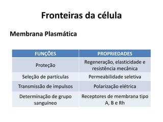 Fronteiras da célula
Membrana Plasmática

         FUNÇÕES                  PROPRIEDADES
                             Regeneração, elasticidade e
         Proteção
                                resistência mecânica
   Seleção de partículas      Permeabilidade seletiva
  Transmissão de impulsos        Polarização elétrica
  Determinação de grupo     Receptores de membrana tipo
        sanguíneo                    A, B e Rh
 