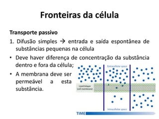 Fronteiras da célula
Transporte passivo
1. Difusão simples  entrada e saída espontânea de
   substâncias pequenas na célula
• Deve haver diferença de concentração da substância
   dentro e fora da célula;
• A membrana deve ser
   permeável a esta
   substância.
 
