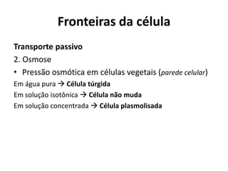 Fronteiras da célula
Transporte passivo
2. Osmose
• Pressão osmótica em células vegetais (parede celular)
Em água pura  Célula túrgida
Em solução isotônica  Célula não muda
Em solução concentrada  Célula plasmolisada
 