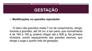 GESTAÇÃO
 Modificações no aparelho reprodutor
O útero não gravídico mede 7 cm de comprimento, atinge,
durante a gravidez, até 34 cm, e seu peso, que normalmente
é de 100 a 150 g, poderá chegar até a 900 g. No primeiro
trimestre, ocorre espaçamento das paredes uterinas, que
atinge o auge o quarto mês de gestação.
 