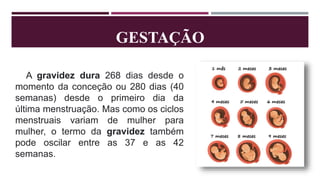 GESTAÇÃO
A gravidez dura 268 dias desde o
momento da conceção ou 280 dias (40
semanas) desde o primeiro dia da
última menstruação. Mas como os ciclos
menstruais variam de mulher para
mulher, o termo da gravidez também
pode oscilar entre as 37 e as 42
semanas.
 