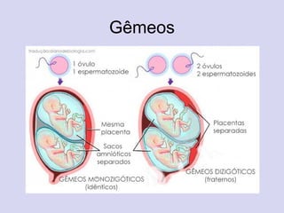 Gêmeos
 