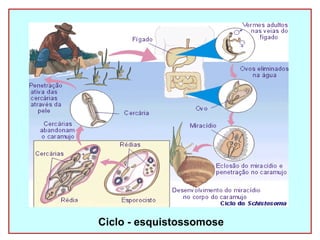 Ciclo - esquistossomose 
 