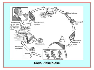 Ciclo - fasciolose 
 