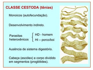 CLASSE CESTODA (tênias) 
Monoicos (autofecundação). 
Desenvolvimento indireto. 
Parasitas 
heteroxênicos 
HD - homem 
HI – porco/boi 
Ausência de sistema digestório. 
Cabeça (escólex) e corpo dividido 
em segmentos (proglótides). 
 