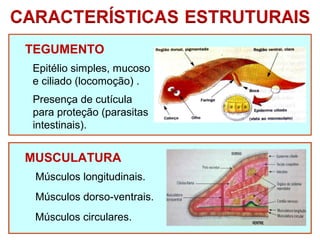 TEGUMENTO 
Epitélio simples, mucoso 
e ciliado (locomoção) . 
Presença de cutícula 
para proteção (parasitas 
intestinais). 
MUSCULATURA 
Músculos longitudinais. 
Músculos dorso-ventrais. 
Músculos circulares. 
 