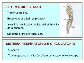 SISTEMA DIGESTÓRIO 
Tipo incompleto. 
Boca ventral e faringe protrátil. 
Intestino ramificado (facilita a distribuição 
de nutrientes). 
Digestão extra e intracelular. 
SISTEMA RESPIRATÓRIO E CIRCULATÓRIO 
Ausentes. 
Trocas gasosas – difusão direta pela superfície do corpo. 
 