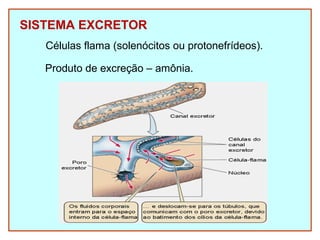 SISTEMA EXCRETOR 
Células flama (solenócitos ou protonefrídeos). 
Produto de excreção – amônia. 
 