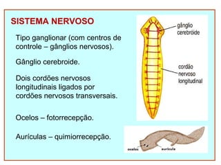 SISTEMA NERVOSO 
Tipo ganglionar (com centros de 
controle – gânglios nervosos). 
Gânglio cerebroide. 
Dois cordões nervosos 
longitudinais ligados por 
cordões nervosos transversais. 
Ocelos – fotorrecepção. 
Aurículas – quimiorrecepção. 
 