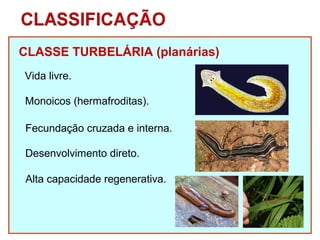 CLASSE TURBELÁRIA (planárias) 
Vida livre. 
Monoicos (hermafroditas). 
Fecundação cruzada e interna. 
Desenvolvimento direto. 
Alta capacidade regenerativa. 
 