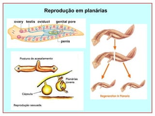 Reprodução em planárias 
 