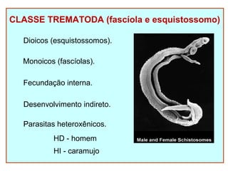CLASSE TREMATODA (fascíola e esquistossomo) 
Dioicos (esquistossomos). 
Monoicos (fascíolas). 
Fecundação interna. 
Desenvolvimento indireto. 
Parasitas heteroxênicos. 
HD - homem 
HI - caramujo 
 