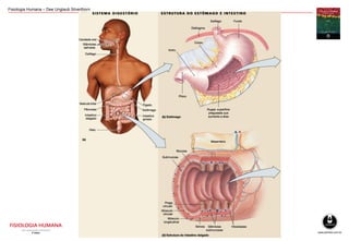 Fisiologia Humana – Dee Unglaub Silverthorn
 