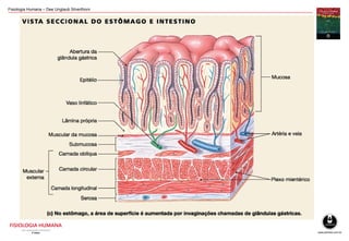 Fisiologia Humana – Dee Unglaub Silverthorn
 