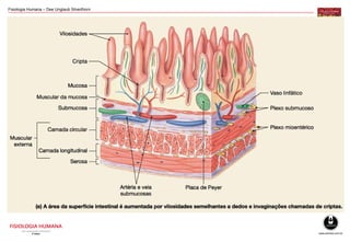Fisiologia Humana – Dee Unglaub Silverthorn
 