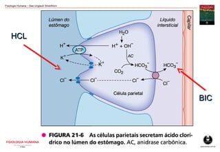 Fisiologia Humana – Dee Unglaub Silverthorn
HCLHCL
BICBIC
 