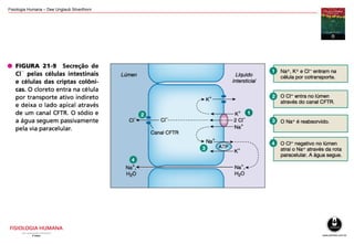 Fisiologia Humana – Dee Unglaub Silverthorn
 
